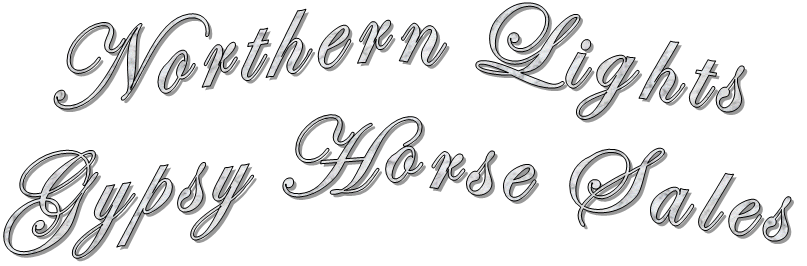 Northern Lights Gypsy Horse Sales